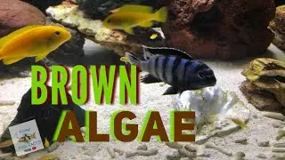 How to eliminate BROWN ALGAE
