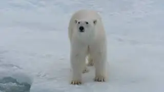 BEARS IN PACKICE