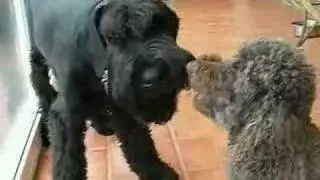 Giant Schnauzer and Poodle Bone Fight Stand-off
