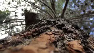 Wood Sound Effects And Video Compilation