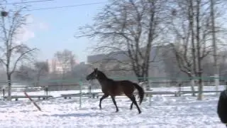 Жеребец Исток (УВП, 2012 г.р.)