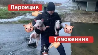 Бультерьер это диагноз 🤪
