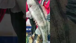 на русле реки Волга #отдых #рыбалка #fishing