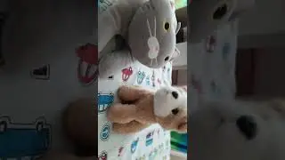 котики собачки