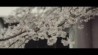 ４K 桜動画｜CANON EOS R3 6K RAW FIRST VIDEO