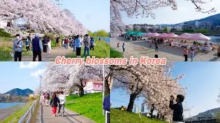KOREA VLOG l A spring day walking around to see cherry blossoms 🌸 រូដូវផ្ការីកនៅប្រទេសកូរ៉េ