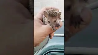 дитеныш ежа
