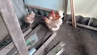 Віондот біле золото