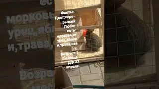 Придумайте имя кролику в коментах.