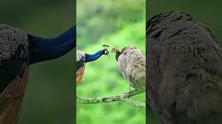 Indian Peafowl Male And Female | Wildlife Photography । Nature Photography |  #birds #photoghraphy