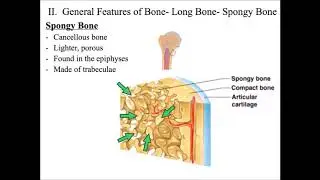 Chapter 6  Bone, Ossification, Repair  Lecture  Final  PlayPosit