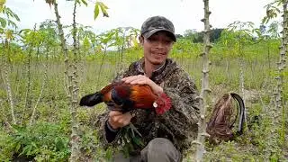 bẫy gà rừng hay nhất mới nhất