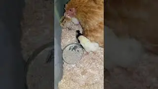 Божье творение умиляет.