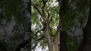Bear Face Tree