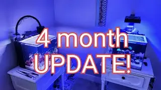 4 month UPDATE! Nano reef builder
