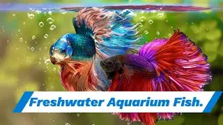 Dive into the World of Freshwater Aquarium Fish