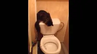 Кот смывает унитаз!!!