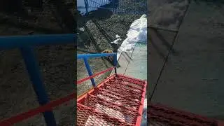 добыча и хищник