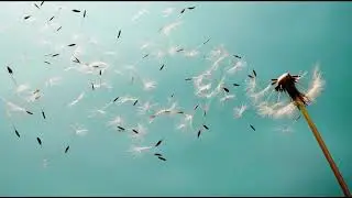 Nurullah Genç/Söyle Bana Hindiba/şairin kendi sesinden(şiir)