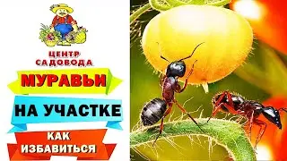МУРАВЬИ ИСЧЕЗНУТ С ВАШЕГО УЧАСТКА! Методы защиты и как бороться с муравьями