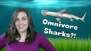 OMNIVORE SHARKS?! - IT'S #TWISTEM!