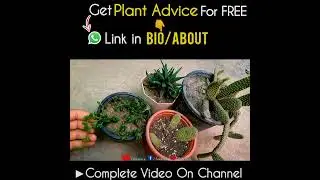 On What Plants Can We Use Leaf Compost?