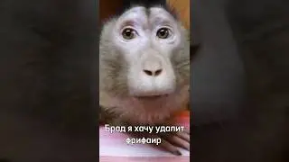 Брад, я хочу удалит Фрифаир 😭🥺 