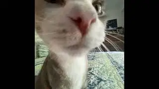 Funny cats #shorts