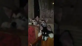 Милые щенята аляскинский маламут, dog
