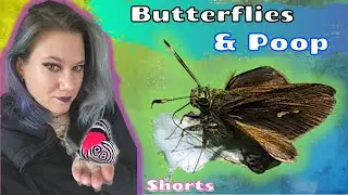 Why do butterflies eat poop?