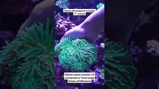 Найти мой канал в телеграме можно по названию Green art Moscow