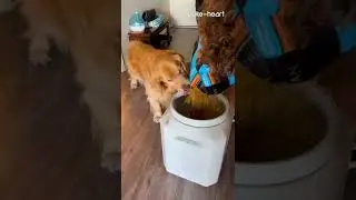 Impatient Golden Retriever Starts Eating Food While Owner Empties It Into Container | Shorts