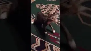 Barnabus