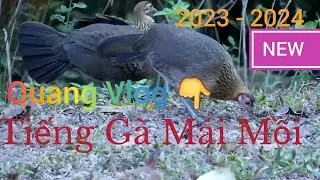 Tiếng Gà Mái Gọi Trống | Mùa Giải Mới 2024