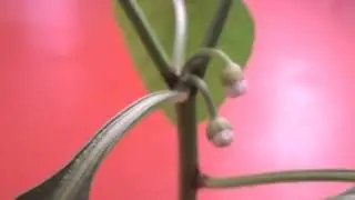 так растет домашний перец