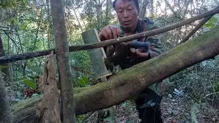 create Amazing bamboo trap to catch squlrrel and rat in the forest