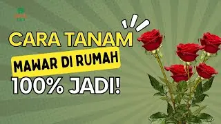 CARA SIMPLE TANAM MAWAR DI RUMAH!