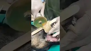 How to Remove Stuck Bones 😷 