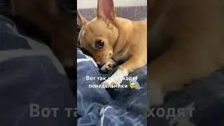Чихуахуа #приколы #чихуахуа #dog #собака #приколысживотными #shortsvideo #shortvideo #sunny