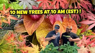 Hearts A Fire Redbud Mail Order | 10 New Trees at 10AM (EST) on MrMaple.com | Japanese Maples