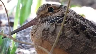 An American Woodcock in Bryant Park