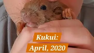 Part 5: Kukui: April, 2020