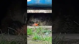 Sparkle Says I'll Eat Under Here Hooman It's Safe #groundhog #carrot #chewing #cute #adorable #cutie