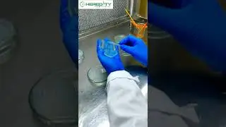 Streaking and Isolating Bacteria on LB Agar Plate 