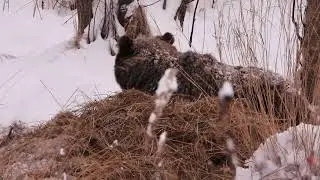 Наткнулся на медведя 16 ноября 2022