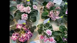 EXHIBITION OF VIOLETS AND OTHER PLANTS / ST. PETERSBURG 20.09.23