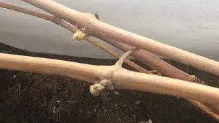 Начало сезона. теплица с виноградом.