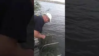 Карповая рыбалка на матч .