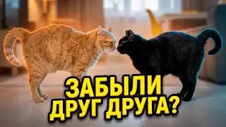Мы приготовили подарки для наших домашних животных / SANI vlog