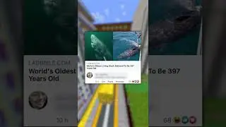 Shark Memes